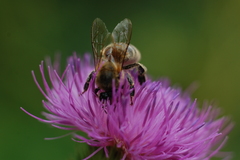 Apis mellifera