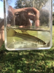 Fundulus seminolis