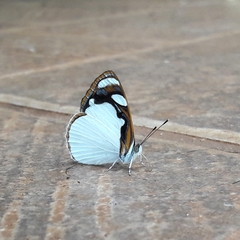 Dynamine coenus coenus