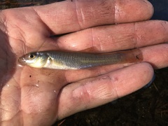 Fundulus seminolis