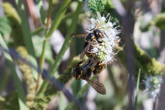 Anthidium florentinum