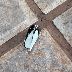 Dynamine coenus coenus