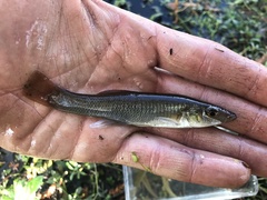 Fundulus seminolis