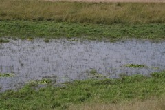 Nymphoides thunbergiana