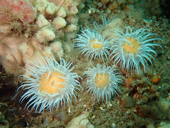 Actinothoe sphyrodeta