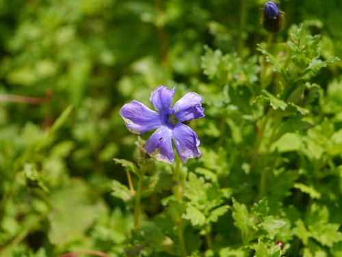 Cyananthus lobatus, photograph 1