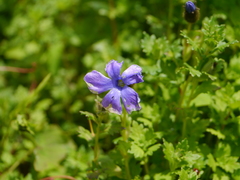 Cyananthus lobatus