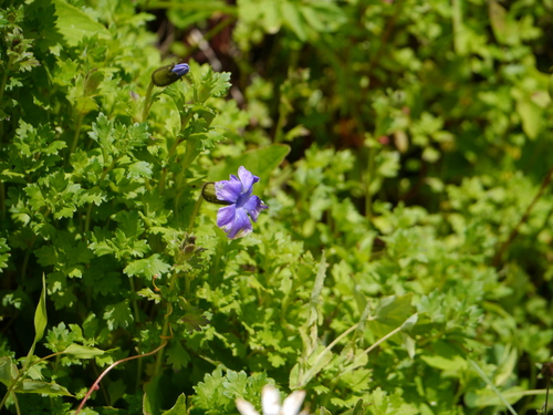 Cyananthus lobatus, photograph 2