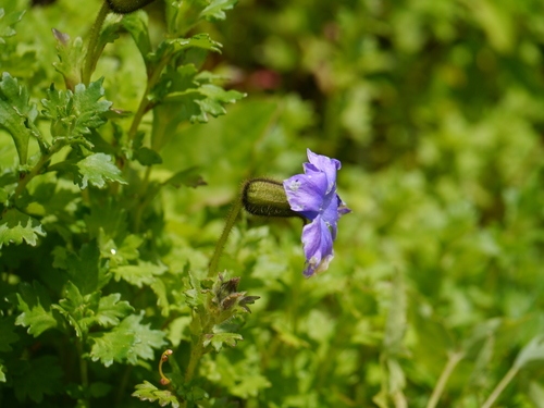 Cyananthus lobatus, photograph 3