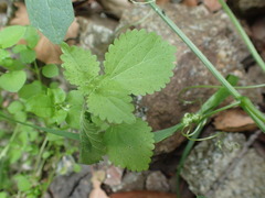 Hesperocnide tenella