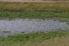 Nymphoides thunbergiana