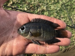 Cichlasoma dimerus