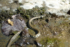 Natrix helvetica sicula