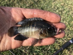 Cichlasoma dimerus