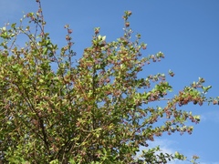 Berberis iberica