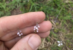 Verbena gracilescens