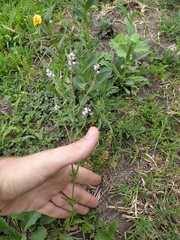 Verbena gracilescens