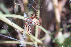 Argiope trifasciata