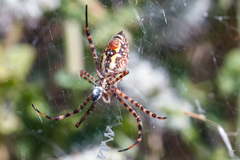 Argiope trifasciata