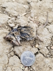 Peromyscus gambelii