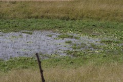 Nymphoides thunbergiana