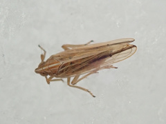 Stenocranus minutus