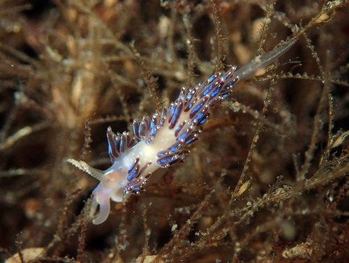 Crowned Aeolis
