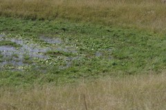 Nymphoides thunbergiana