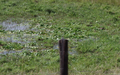 Nymphoides thunbergiana