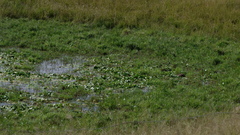 Nymphoides thunbergiana