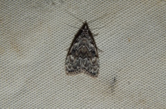 Mecothrix abyssinica