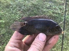 Cichlasoma dimerus