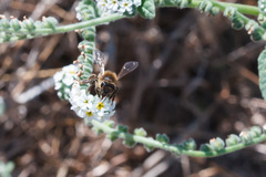 Apis mellifera iberiensis