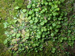 Cryptomitrium tenerum