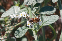 Apis mellifera iberiensis