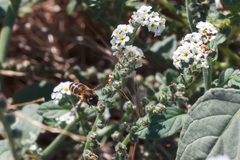 Apis mellifera iberiensis