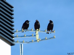 Sturnus unicolor