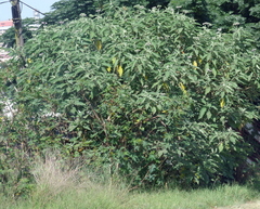 Solanum mauritianum
