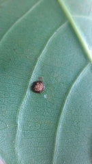 Ceroplastes stellifer