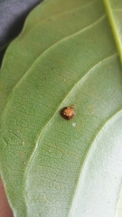 Ceroplastes stellifer