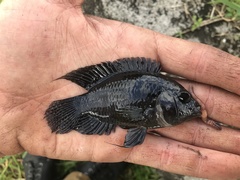 Cichlasoma bimaculatum