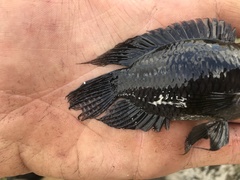 Cichlasoma bimaculatum