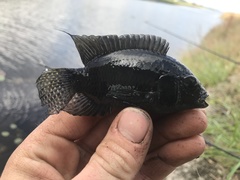 Cichlasoma bimaculatum