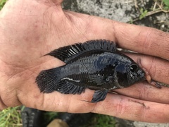 Cichlasoma bimaculatum