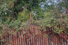 Cardiospermum grandiflorum