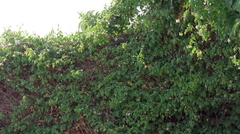 Cardiospermum grandiflorum