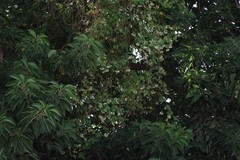 Cardiospermum grandiflorum