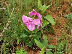 Mandevilla illustris