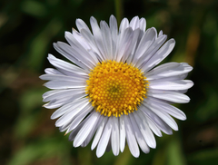 Erigeron glabellus