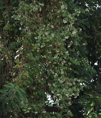 Cardiospermum grandiflorum